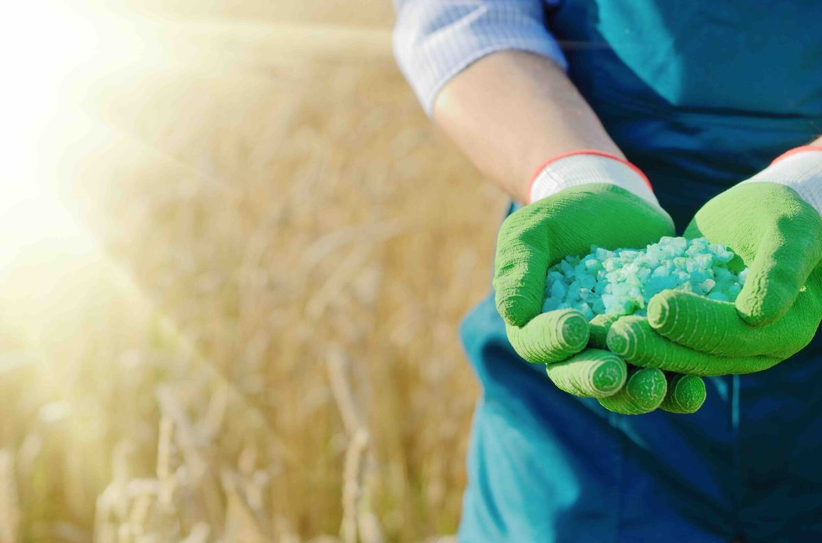 Farmer holding fertilizer granules above a field