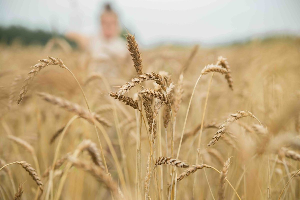 Close-up of ripe wheat spikelets in a field